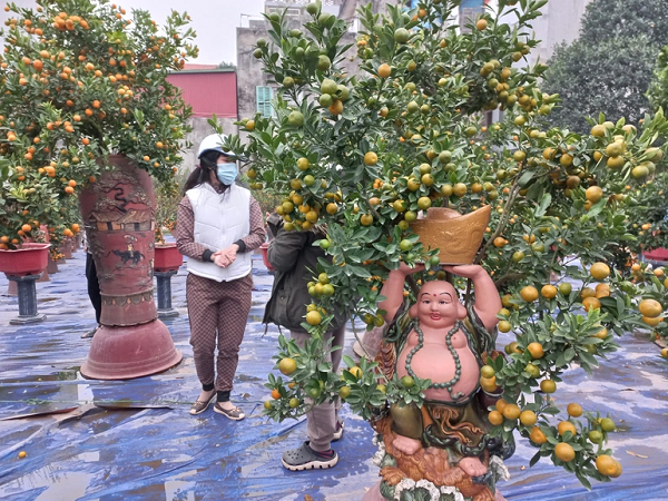 Chị Nguyễn Thị Phương, chủ nhà vườn Phượng Hoàng cho biết, lượng cây bán ra mới chỉ được khoảng 30%. Nhà chị có 4 vườn quất cảnh, mới bán buôn được 1 vườn quất loại nhỏ, còn 3 vườn quất loại to và nhỡ với tổng số 2000 cây. "Năm ngoái cũng có Covid-19 nhưng bán còn tốt hơn năm nay. Trong nửa tháng áp Tết không biết thị trường có sôi động lên không nữa", chị Phương lo lắng.