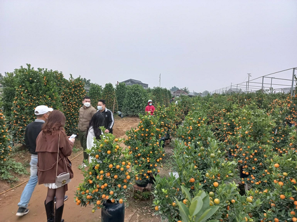 Dù chỉ còn nửa tháng nữa là tới Tết Nguyên đán Nhâm Dần 2022 nhưng theo quan sát của PV, lượng khách đến các nhà vườn ở đây khá thưa.