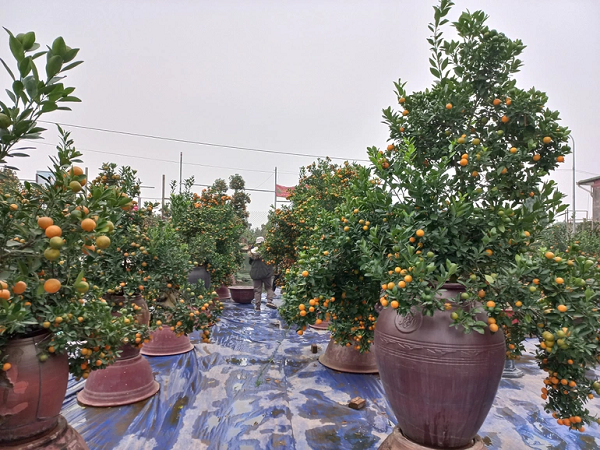 Năm nay, nhà chị Phương đầu tư mua loại bình, chum gốm ở làng gốm Phù Lãng để trồng những gốc quất to, đẹp, trông khá đẹp mắt, gợi nét truyền thống. Theo chị Phương, giá quất năm nay không cao nhưng bán ra rất chậm.