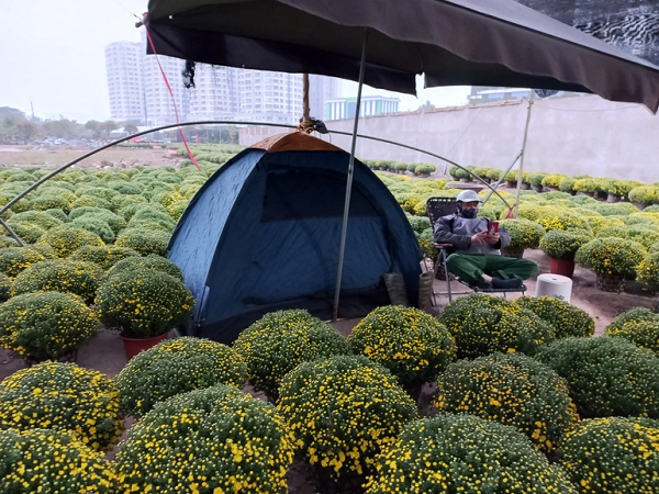 Dạo quanh các nhà vườn bán hoa, cây cảnh dọc đường Tố Hữu, lượng người mua cũng khá thưa. Tuy nhiên, nhiều chủ hàng hi vọng việc mua bán sẽ sôi động dần lên trong nửa tháng cận Tết.