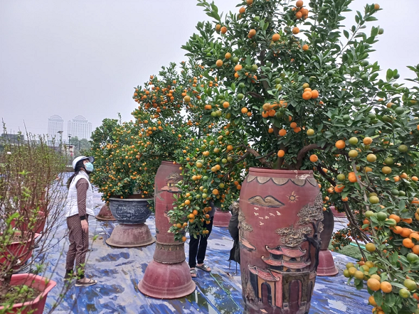 Nhiều chủ vườn quất cảnh Tứ Liên cho biết, chất lượng quất năm nay khá tốt, nhiều dáng đẹp, quả to mọng nhưng không khí mua bán so với năm trước lại trầm lắng, bán chậm.