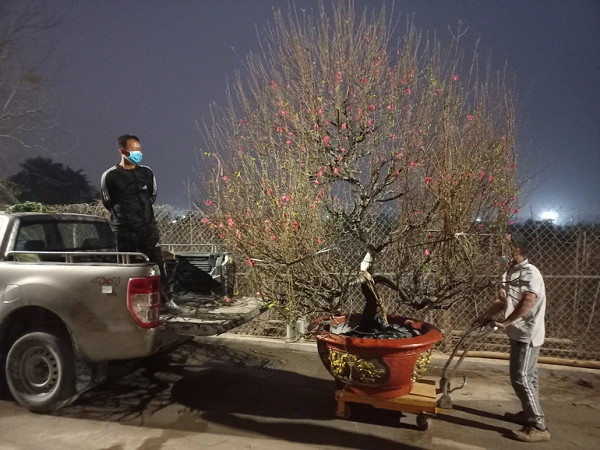 Kế bên làng quất cảnh Tứ Liên, một số nhà vườn ở làng đào Nhật Tân cho biết, năm nay dù chi phí sản xuất khá cao vẫn cố gắng giữ giá bán bằng mọi năm. Trong ảnh là nhà vườn Tuấn Việt bán cây đào khá đẹp, lớn cho khách khi trời đã sập tối.