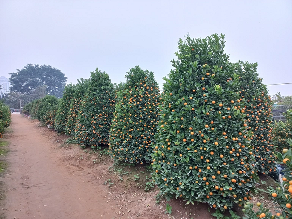 Vườn quất cảnh Hải Anh khá rộng, có nhiều cây cỡ to dáng rất đẹp mà các cơ quan, doanh nghiệp thường mua về trưng nhưng bán chưa được nhiều dù giá khá mềm.