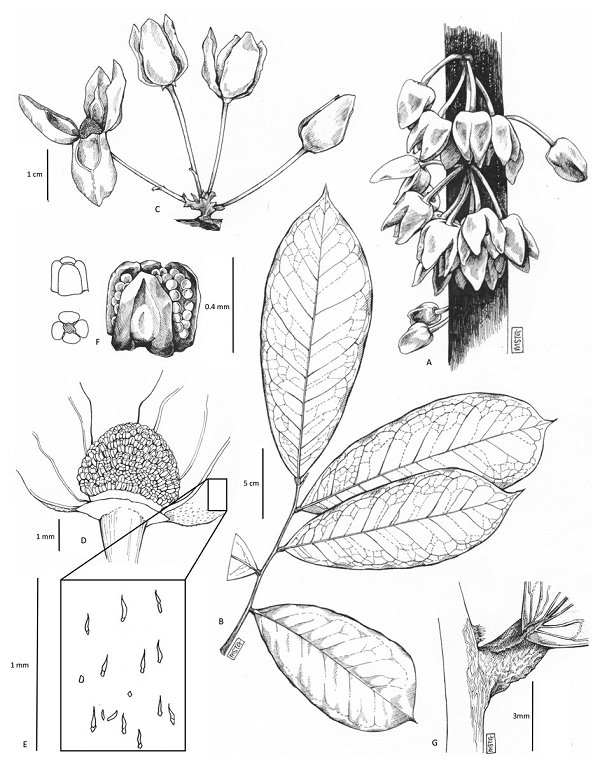 Uvariopsis dicaprio được đánh giá là cực kỳ nguy cấp trong nghiên cứu mô tả loài này. Nguyên nhân vì khu rừng nơi loài cây được tìm thấy không có sự bảo vệ tốt, các mối đe dọa khai thác gỗ lậu, chuyển đổi đất rừng sang đất trồng vẫn tiếp diễn.