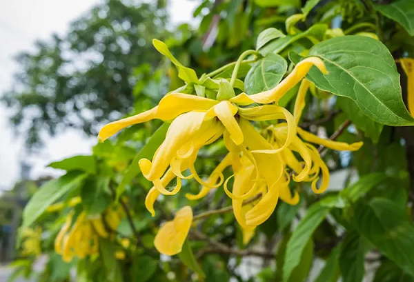 Ylang Ylang còn gọi là hoa Ngọc lan tây hay Hoàng lan hay Ylang công chúa. Ylang Ylang là cây thân gỗ, có hoa màu vàng lục hoặc hồng, tên khoa học là Cananga odorata thuộc Chi Công chúa (Cananga).