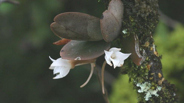 Nhiều người ủng hộ Leonardo DiCaprio. Đến tháng 9-2020, Tổng thống Paul Biya và chính phủ Cameroon đã hủy bỏ nhượng quyền khai thác gỗ.