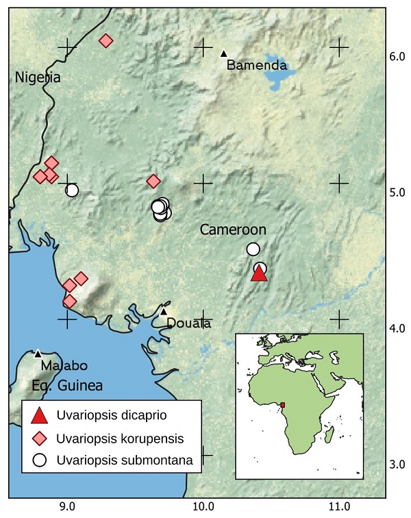 "Chúng tôi rất cảm kích sự hỗ trợ mà Leonardo DiCaprio đã dành cho chúng tôi trong chiến dịch bảo vệ Ebo. Vì thế, chúng tôi thấy việc tôn vinh anh ấy bằng cách đặt tên cho một loài thực vật mới", Tiến sĩ Martin Cheek thuộc Vườn bách thảo hoàng gia Kew cho biết.