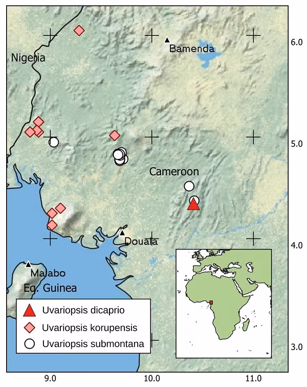 "Chúng tôi rất cảm kích sự hỗ trợ mà Leonardo DiCaprio đã dành cho chúng tôi trong chiến dịch bảo vệ Ebo. Vì thế, chúng tôi thấy việc tôn vinh anh ấy bằng cách đặt tên cho một loài thực vật mới", Tiến sĩ Martin Cheek thuộc Vườn bách thảo hoàng gia Kew cho biết.
