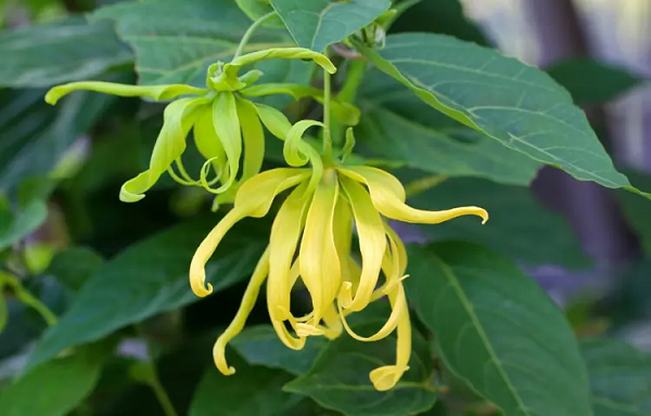 Tên Ngọc Lan Tây Ylang Ylang có nguồn gốc từ tiếng Tagalog “ilang-ilang” có nghĩa là “hoang da” – chỉ môi trường sống tự nhiên của cây. Một số nguồn thường dịch nhầm “ilang-ilang” là “hoa của các loài hoa”.