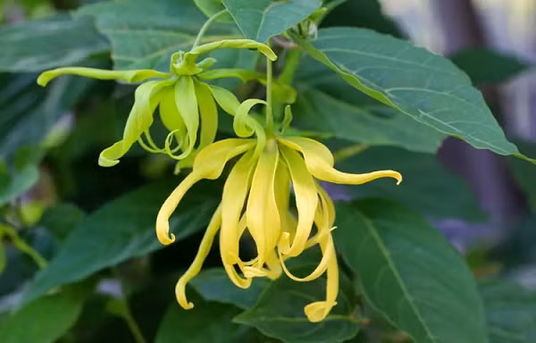 Tên Ngọc Lan Tây Ylang Ylang có nguồn gốc từ tiếng Tagalog “ilang-ilang” có nghĩa là “hoang da” – chỉ môi trường sống tự nhiên của cây. Một số nguồn thường dịch nhầm “ilang-ilang” là “hoa của các loài hoa”.