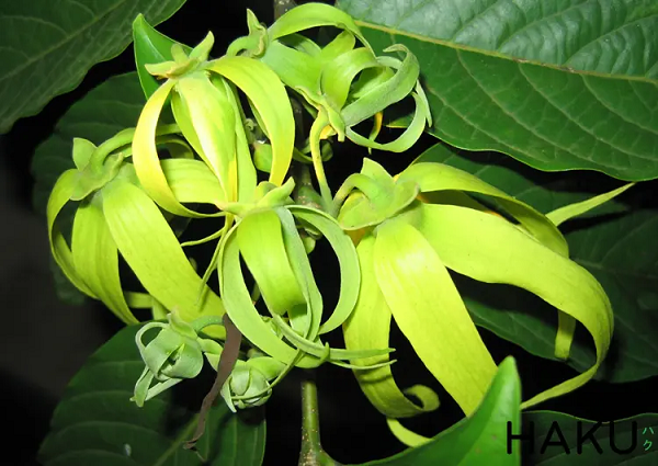 Hoa Ylang Ylang được thu hái chủ yếu được dùng chiết xuất tinh dầu nguyên chất nhờ công nghệ chưng cất hơi nước. Tinh dầu hoa Ylang công chúa không có độc tố, không gây dị ứng.
