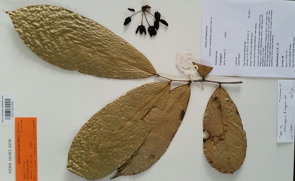 Vì vậy, Leonardo DiCaprio đã đăng tải trên mạng xã hội Twitter video clip và dòng chia sẻ kêu gọi cứu rừng Ebo trong chiến dịch cùng các tổ chức bảo tồn thiên nhiên hoang dã, ngăn chặn việc nhượng quyền khai thác gỗ của chính phủ trong rừng này.