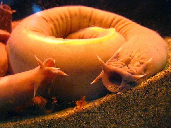 Cá mù (hagfish) có lớp da siêu lỏng giúp nó tránh thoát tổn thương nội tạng nghiêm trọng khi bị kẻ thù cắn. Khi những kẻ săn mồi đớp hagfish, lớp da này bám chặt vào mang, khiến chúng vô cùng khó thở, giúp hagfish tẩu thoát.