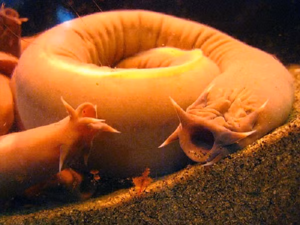 Cá mù (hagfish) có lớp da siêu lỏng giúp nó tránh thoát tổn thương nội tạng nghiêm trọng khi bị kẻ thù cắn. Khi những kẻ săn mồi đớp hagfish, lớp da này bám chặt vào mang, khiến chúng vô cùng khó thở, giúp hagfish tẩu thoát.