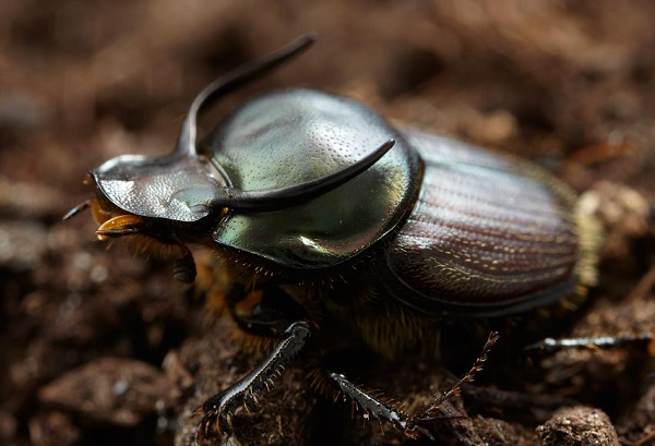 Những con bọ có thể lăn cục phân gấp 10 lần, nhưng những con bọ hung Onthophagus taurus đực có khả năng lăn gấp 1.141 lần trọng lượng của chúng.