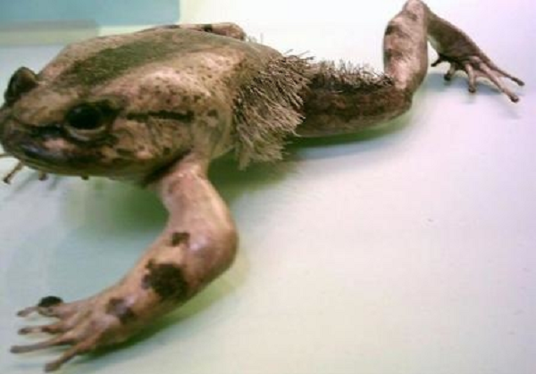 Loài ếch lông có thể chủ động đập gãy xương của chúng để tạo ra các móng vuốt. Điều đặc biệt là các móng vuốt này chỉ nhô ra khỏi bàn chân khi chúng bị đe dọa để tự vệ. Các móng vuốt được cho là sẽ thu lại một cách thụ động theo thời gian khi các mô bị tổn thương tái tạo.