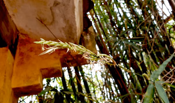 Trong sử thi Mahabharata của Ấn Độ, tre nở hoa cũng là một điềm xấu, gắn với câu chuyện về vị vua độc ác Jayadrath. Khi đó vua Jayadrath đã bắt cóc Draupadi - một phụ nữ xinh đẹp và hành hạ cô trong suốt chuyến đi. Draupadi đã đưa lời nguyền, vị vua rằng triều đại của ông sẽ chóng tàn lụi, giống như những lũi tre lừng lững đột nhiên chết đi sau khi nở hoa.