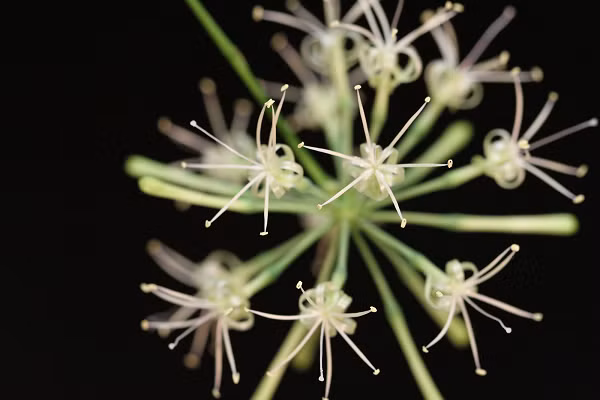 Tại Trung Quốc, vào mùa xuân năm 1976, tại huyện Văn thuộc tỉnh Cam Túc và huyện Vũ Bình thuộc tỉnh Phúc Kiến từng xảy ra tình trạng tương tự. Sau khi nhiều khu vực rộng lớn trồng tre đột nhiên nở hoa, kết trái và sau đó chết hàng loạt kéo rất nhiều gấu trúc bị chết đói vì thiếu thức ăn.