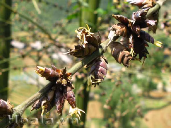 Hoa tre xuất hiện sẽ khiến chuột sẽ sinh sôi nảy nở một cách chóng mặt. Sau khi ăn hết gốc tre, chúng sẽ tấn công sang các loại cây khác. Do đó, tại một số vùng, hoa tre nở thường kéo theo nạn đói, bệnh dịch.