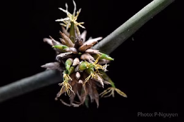 Cứ mỗi khi tre nở hoa, ra trái là bang Mizoram ở phía đông bắc của Ấn Độ phải gánh chịu thảm họa bệnh dịch và nạn đói. Lần sớm nhất xảy ra thảm họa được ghi nhận là vào năm 1815 và lần gần nhất là năm 2006-2008.