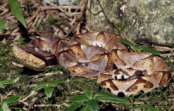 Khi bị rắn cắn cần trấn an người bệnh. Không để bệnh nhân tự đi lại. Bất động chân, tay bị cắn bằng nẹp (vì vận động làm cho nọc độc xâm nhập vào trong cơ thể nhanh hơn). Cởi bỏ đồ trang sức ở chân, tay bị cắn (vì có thể gây chèn ép khi vùng đó bị sưng nề).