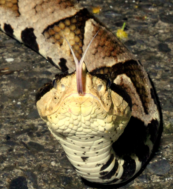 Rắn lục mũi hếch thường sống ở những vùng rừng núi cao bên cạnh suối nước, song cũng gặp chúng trong các nương rẫy, thường nằm trên đống lá khô bên cạnh những tảng đá lớn.