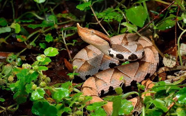 Nọc độc của rắn lục mũi hếch là một loại độc tố mạnh, có thể làm vỡ các tế bào máu. Những con rắn lục lớn sẽ có đủ lượng nọc độc để giết chết người.