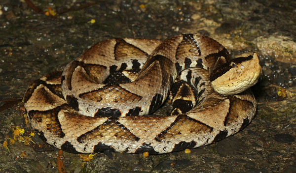 Thân hình rất mập mạp. Đuôi ngắn, kết thúc bằng một vảy hình chóp nhọn, hơi cong. Đỉnh đầu được bao phủ bởi chín vẩy lớn. Vảy lưng dày và có nhiều gai.