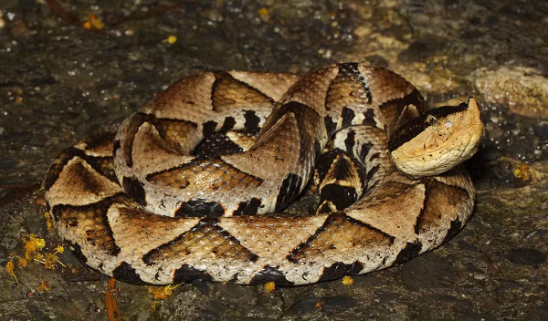 Thân hình rất mập mạp. Đuôi ngắn, kết thúc bằng một vảy hình chóp nhọn, hơi cong. Đỉnh đầu được bao phủ bởi chín vẩy lớn. Vảy lưng dày và có nhiều gai.