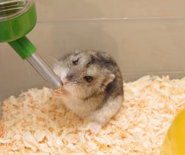 Để đánh giá mức độ say xỉn của chuột hamster, các nhà nghiên cứu đã cho chúng uống rượu và đo chỉ số bằng cách sử dụng thang đo độ dao động. Điểm dao động từ 0-4, trong đó 0 còn gọi là không lắc lư, đến 4 nghĩa là chúng sẽ bị ngã và không đứng dậy được.