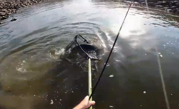 Sau khi kéo lên khỏi mặt nước, con cá được xác định chính là cá tầm thìa Mỹ hay cũng gọi là cá tầm thìa Mississippi (Tên khoa học: Polyodon spathula).