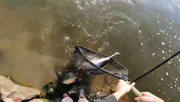 Đây là một loại cá nước ngọt có từ thời cổ đại sinh sống ở vùng nước chảy chậm của hệ thống lưu vực sông Mississippi.