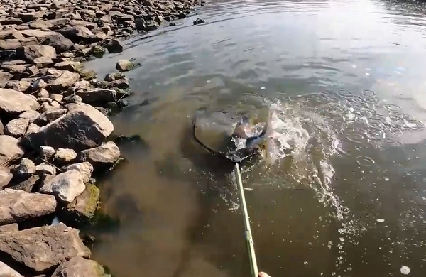 Tuy nhiên, một con cá bất ngờ mắc cần câu của người đàn ông. Nó có vẻ ngoài vô cùng kỳ lạ với chiếc mõm dài như thủy quái thời tiền sử.