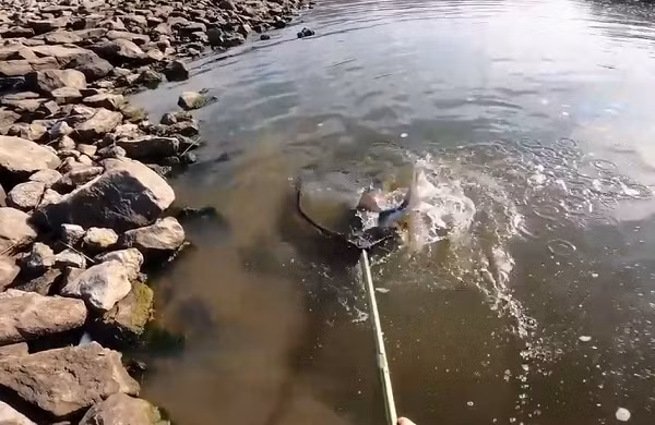 Tuy nhiên, một con cá bất ngờ mắc cần câu của người đàn ông. Nó có vẻ ngoài vô cùng kỳ lạ với chiếc mõm dài như thủy quái thời tiền sử.