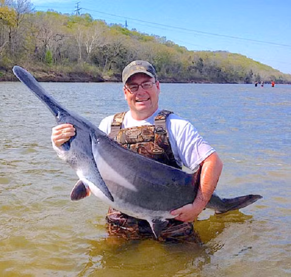 Trứng cá tầm được ví như vàng đen với món lợi nhuận khổng lồ. Các đập thủy điện cũng hạn chế môi trường sống của chúng. Hiện nay, cá tầm thìa được liệt kê là loài đang bị đe dọa, và được đặc biệt quan tâm tại 11 tiểu bang.