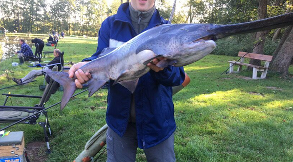 Ngoài cá tầm thìa Mỹ thì còn một loại cá tầm thìa khác là cá tầm thìa Trung Quốc (tên khoa học: là Psephurus joyius) – loài cá nước ngọt lớn nhất thế giới, được mệnh danh là vua cá nước ngọt với chiều dài lên tới 7 mét, nhưng đã bị tuyệt chủng kể từ năm 2003.