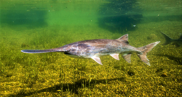 Bên cạnh đó, chiếc mỏ này cũng có tác dụng điều hướng trong khi di chuyển đến nơi đẻ trứng.