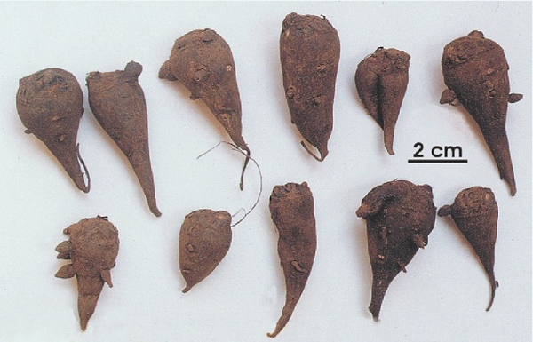 Dù có độc nhưng ô đầu còn là loại thảo dược có giá trị dược liệu cao. Thậm chí, nó còn được xếp ngang hàng với nhân sâm, tam thất và đại hoàng.