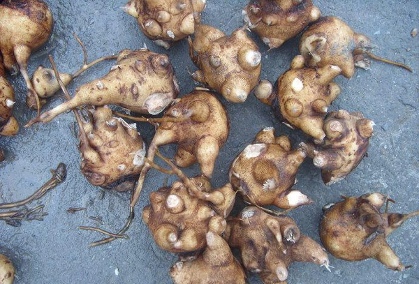 Thành phần Aconitin trong ô đầu có khả năng hỗ trợ làm giảm các cơn đau bằng cách ức chế dẫn truyền các xung thần kinh, làm cho dây thần kinh bị tê liệt, làm mất khả năng dẫn truyền.