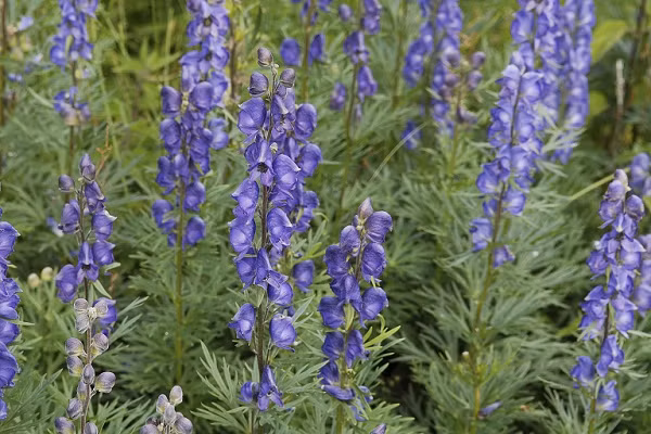 Cây ra hoa quả nhiều hằng năm, chủ yếu tái sinh từ hạt. Rễ của cây thuộc loại rễ củ to mập, hình con quay, rễ cái to mang nhiều rễ nhỏ được gọi là phụ tử, mặt ngoài rễ nhẵn và có màu đen.