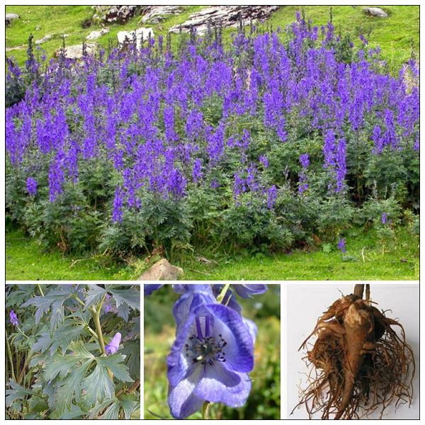 Hoa của cây ô đầu mọc thành từng chùm màu xanh lam hoặc tím nhạt ở đầu ngọn cây. Quả cây có 5 đại mỏng, hạt có vẩy ở trên mặt. Chi ô đầu có khoảng hơn 110 loài, phân bố chủ yếu rải rác khắp vùng ôn đới Bắc bán cầu. Ở Trung Quốc có hơn 20 loài, Ấn Độ 25 loài, Việt Nam chỉ có một loài, được tìm thấy ở vùng núi Hà Giang, Lào Cai (Sa Pa).