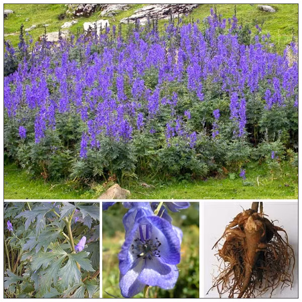 Hoa của cây ô đầu mọc thành từng chùm màu xanh lam hoặc tím nhạt ở đầu ngọn cây. Quả cây có 5 đại mỏng, hạt có vẩy ở trên mặt. Chi ô đầu có khoảng hơn 110 loài, phân bố chủ yếu rải rác khắp vùng ôn đới Bắc bán cầu. Ở Trung Quốc có hơn 20 loài, Ấn Độ 25 loài, Việt Nam chỉ có một loài, được tìm thấy ở vùng núi Hà Giang, Lào Cai (Sa Pa).