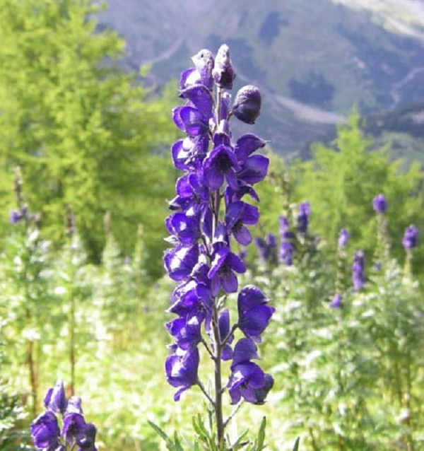 Cây ô đầu là một loại cỏ cao khoảng 0.6 – 1m có rễ cây phát triển thành củ có hình nón, thân mọc thẳng đứng và thường không có cành. Lá cây mọc so le, có phiến lá rộng xẻ thành 3 thùy lúc già và có hình trái tim lúc còn non, xung quanh mép lá có răng cưa.