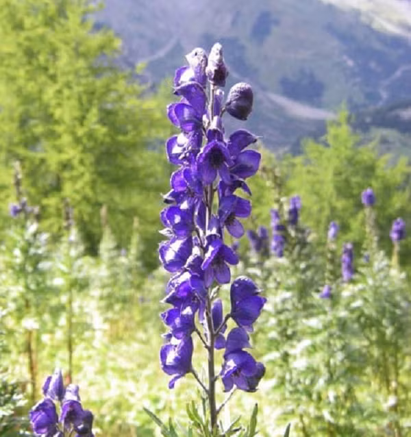 Cây ô đầu là một loại cỏ cao khoảng 0.6 – 1m có rễ cây phát triển thành củ có hình nón, thân mọc thẳng đứng và thường không có cành. Lá cây mọc so le, có phiến lá rộng xẻ thành 3 thùy lúc già và có hình trái tim lúc còn non, xung quanh mép lá có răng cưa.