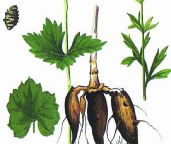 Cũng nhờ có hàm lượng Aconitin nên cây ô đầu có khả năng giúp chống viêm hiệu quả, hỗ trợ làm giảm huyết áp.