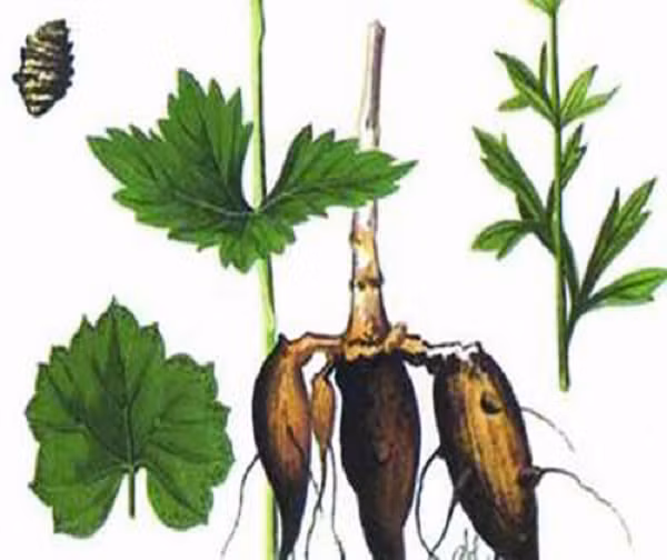 Cũng nhờ có hàm lượng Aconitin nên cây ô đầu có khả năng giúp chống viêm hiệu quả, hỗ trợ làm giảm huyết áp.