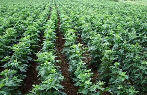 Không những thế, thu nhập của người nông dân trồng cây ô đầu ở Tứ Xuyên khá tốt. Vì vậy, tại nhiều địa phương khác, chính quyền đã hướng dẫn người nông dân đưa cây ô đầu vào trồng để giúp họ thoát nghèo.