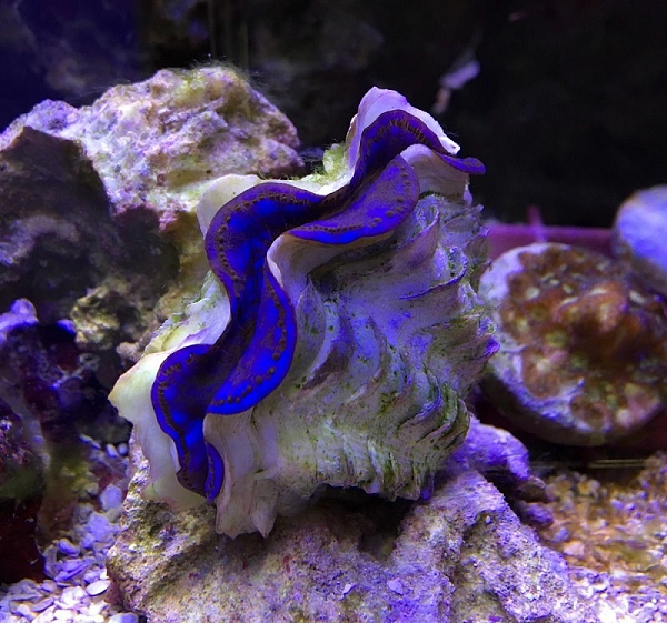 Những chấm nhỏ trên màng áo có vai trò như những chiếc “cửa sổ” để ánh sáng mặt trời lọt vào. Lớp màng áo của trai tai tượng nối với hai ống dẫn ra môi trường bên ngoài: một ống hút nước vào trong và hấp thụ phù du trôi nổi, ống còn lại đưa nước đã lọc ra bên ngoài.