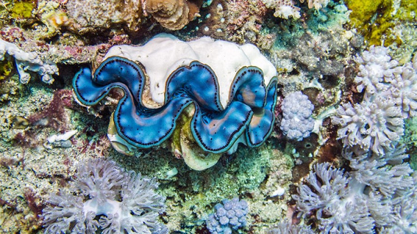 Nếu được sinh trưởng trong môi trường thuận lợi, chúng có thể đạt kích cỡ tới 1,5m và nặng 300 kg. Với kích cỡ khổng lồ như vậy nên chúng có thể cho ra những viên ngọc lên tới hàng chục kg tuy nhiên loài trai tai tượng rất hiếm tạo được ngọc.