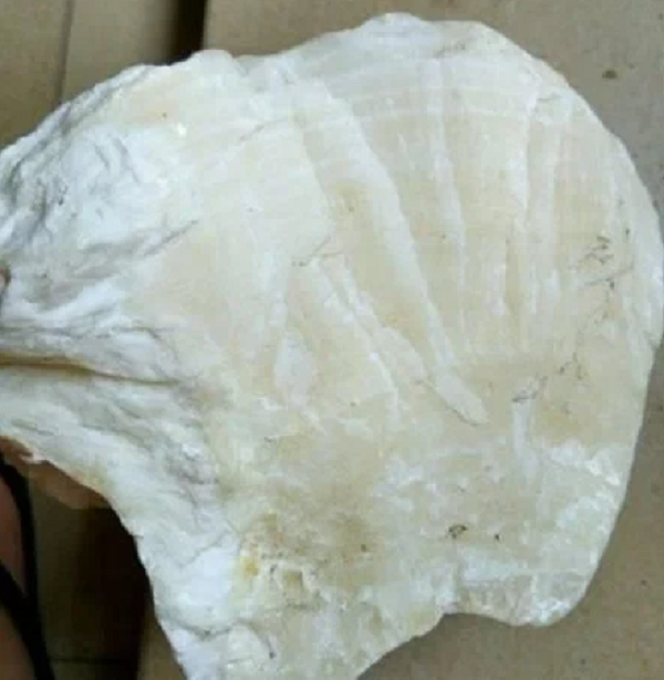 Sau khi rửa sạch cát bám trên hòn đá, chàng trai nhận thấy bề mặt của nó có rất nhiều đường vân rõ ràng. Nhìn qua cũng biết cục đá trắng này không giống với những viên đá thông thường khác.